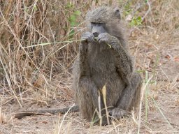 Western_Corridor2009-50